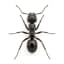 Ant pest control service in Dubai