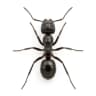 ant control service in Dubai