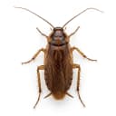 cockroach control service in Dubai