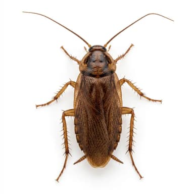 Cockroach Control service in Dubai