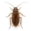 Cockroach pest control service in Dubai