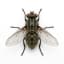 Fly pest control service in Dubai