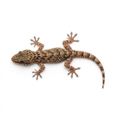 Lizard Removal service in Dubai