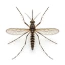 mosquito control service in Dubai