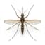Mosquito pest control service in Dubai