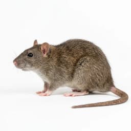 rodent control service in Dubai