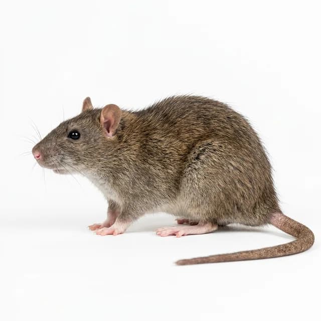 Rodent & Rat Control service in Dubai