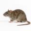 Rat pest control service in Dubai