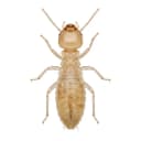 termite control service in Dubai
