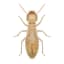 Termite pest control service in Dubai