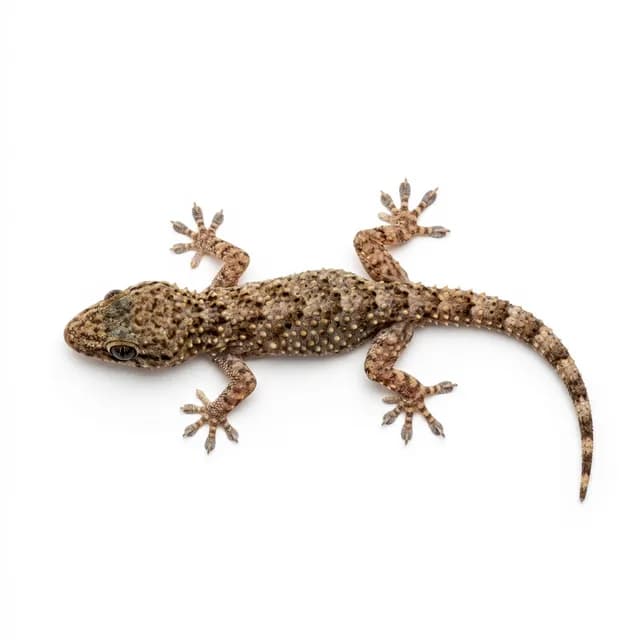 Lizard Removal service in Dubai